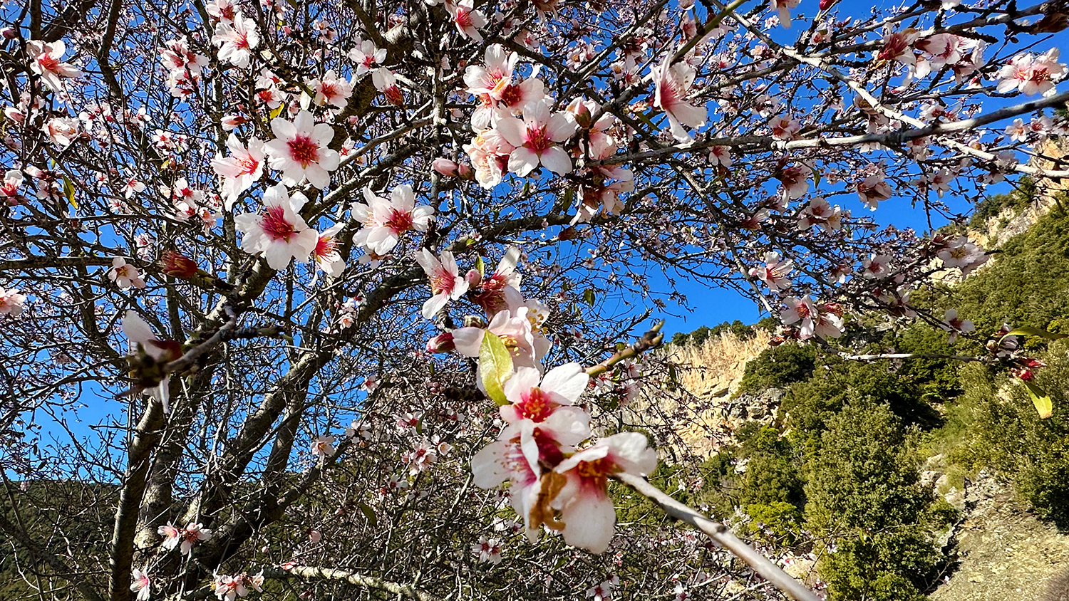 Mandelblüte Sardinien